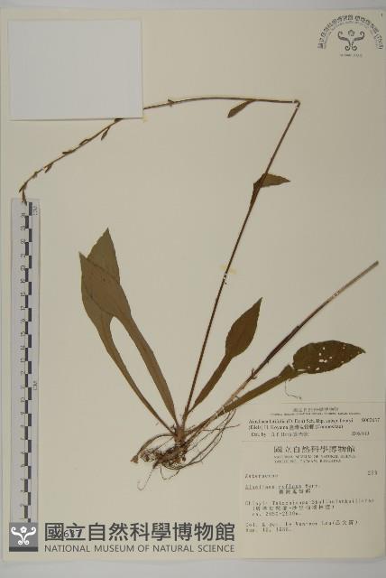 臺灣鬼督郵藏品圖，第1張