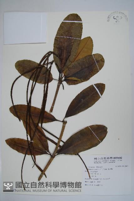 黑板樹藏品圖，第1張