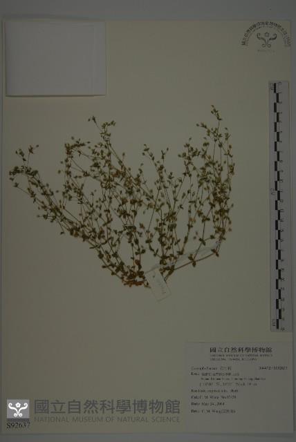 登錄號:S092637藏品圖，第1張