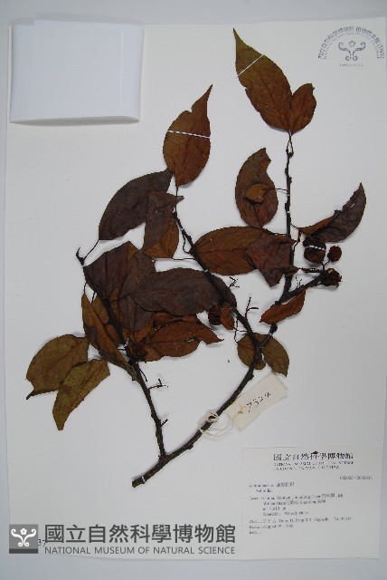 登錄號:S042637藏品圖，第1張