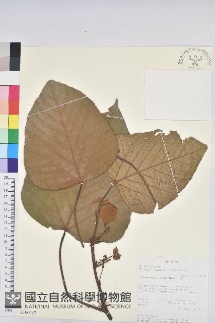登錄號:S100637藏品圖，第1張