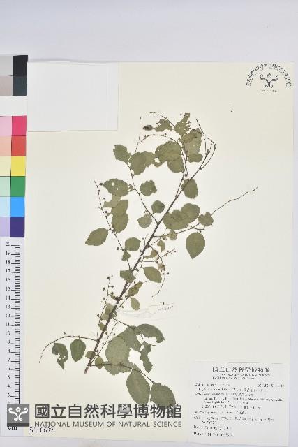 多花油柑、白仔藏品圖，第1張