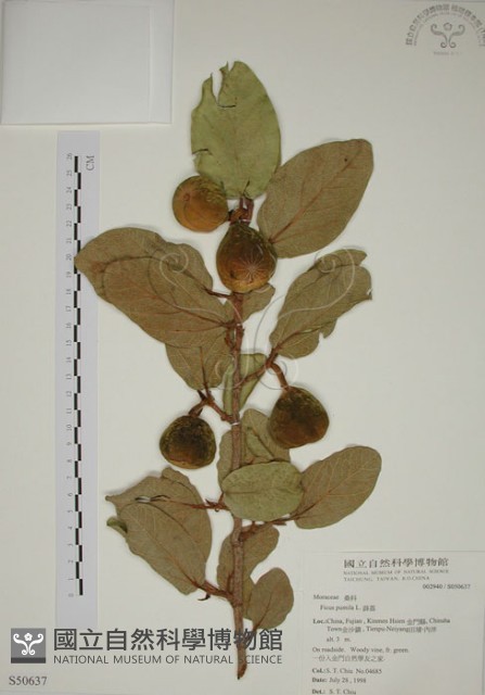 薜荔藏品圖，第1張