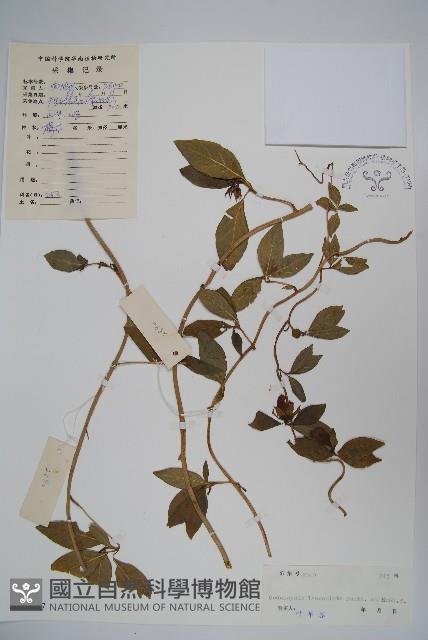 羊乳、四葉參藏品圖，第1張