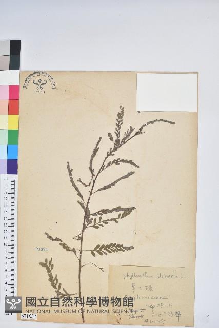 葉下珠、珠仔草藏品圖，第1張