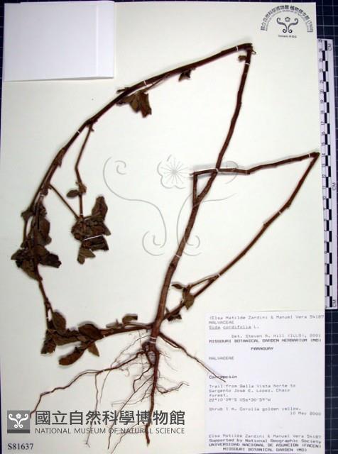 圓葉金午時花藏品圖，第1張