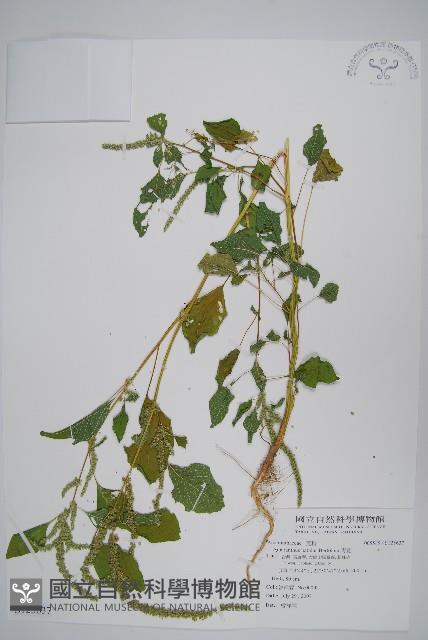 青莧藏品圖，第1張