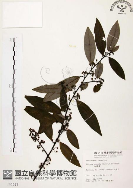 山胡椒藏品圖，第1張