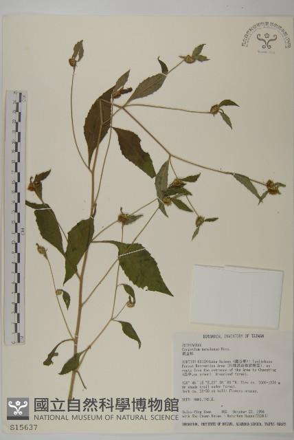 黃金珠藏品圖，第1張