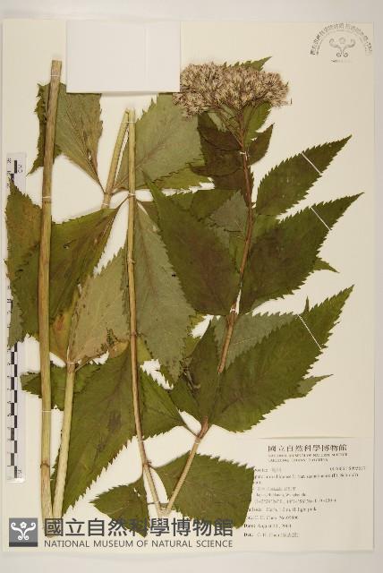 登錄號:S095637藏品圖，第1張