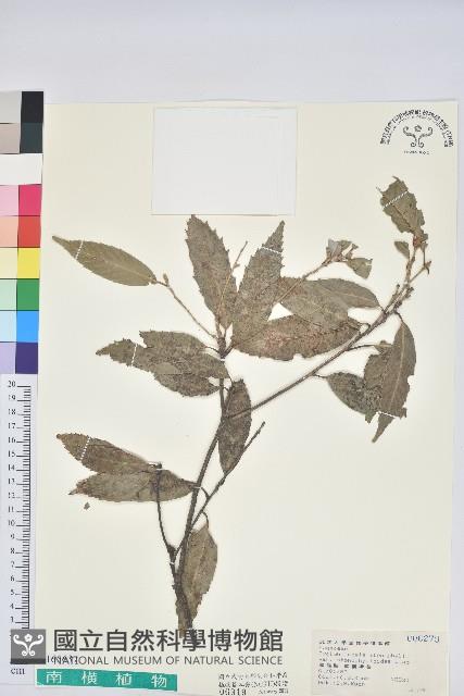 狹葉椆藏品圖，第1張