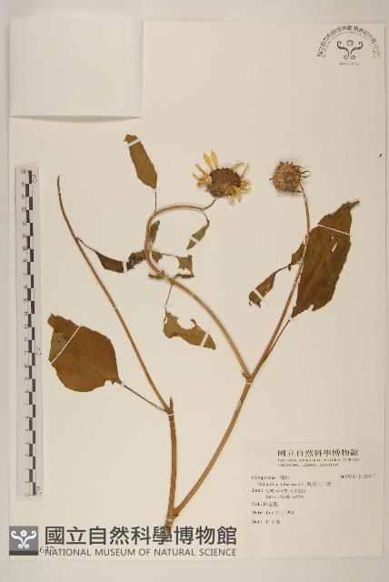 塊根向日葵藏品圖，第1張