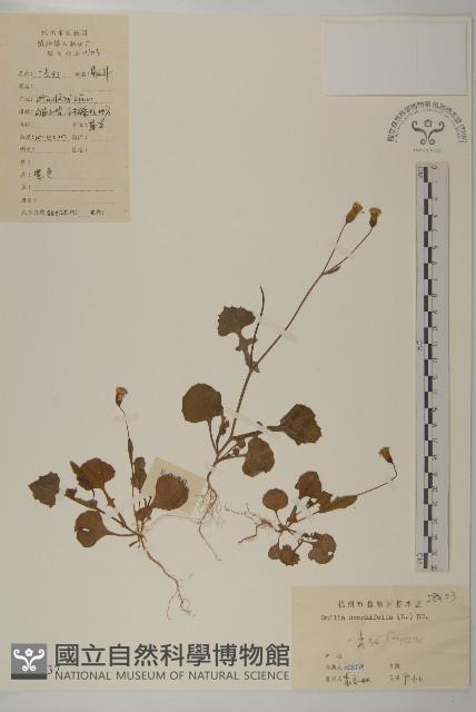 紫背草藏品圖，第1張