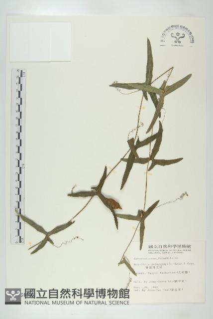 變葉馬交兒藏品圖，第1張