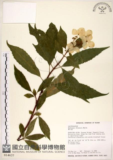 華八仙藏品圖，第1張
