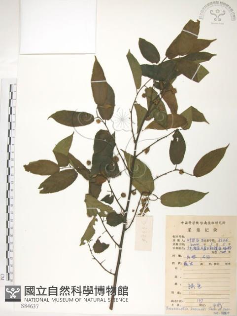 楮樹藏品圖，第1張
