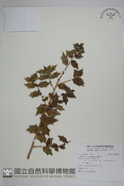 苗栗冬青藏品圖，第1張