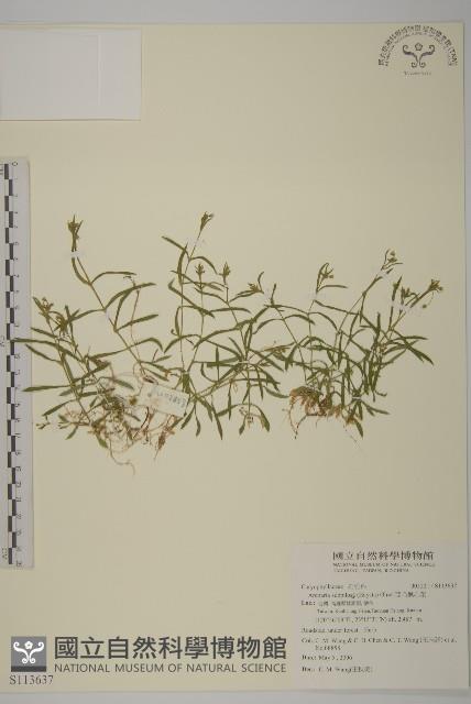 亞毛無心菜藏品圖，第1張