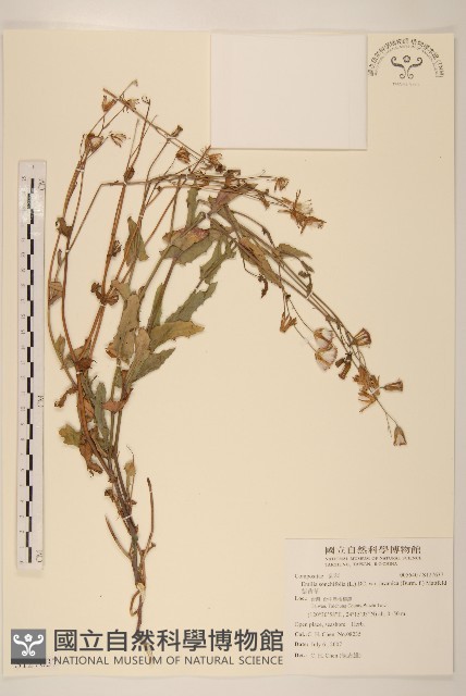 紫背草藏品圖，第1張