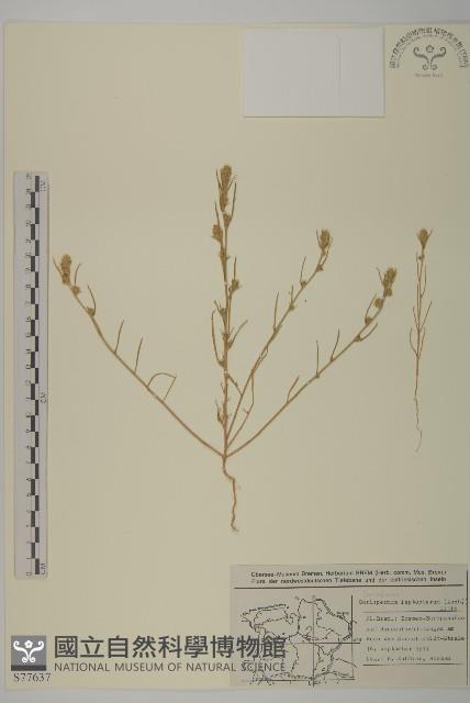 Accession Number:S077637 Collection Image, Figure 1, Total 2 Figures