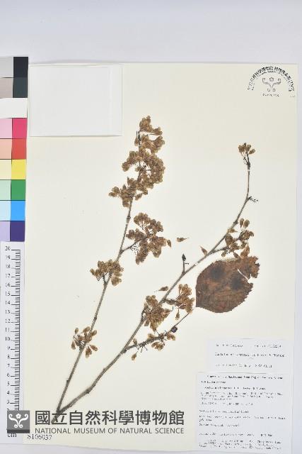 領春木藏品圖，第1張