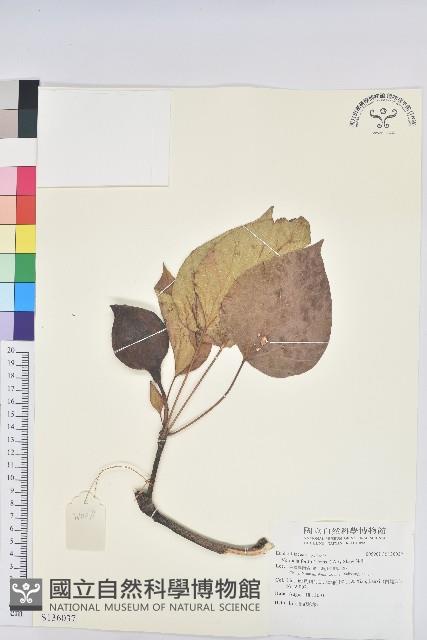 油桐藏品圖，第1張