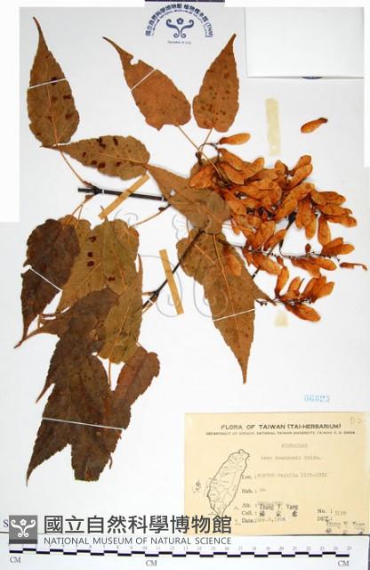 尖葉槭藏品圖，第1張