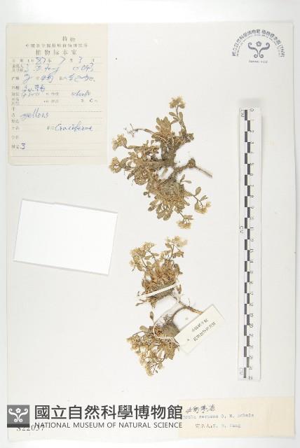 中甸葶藶藏品圖，第1張