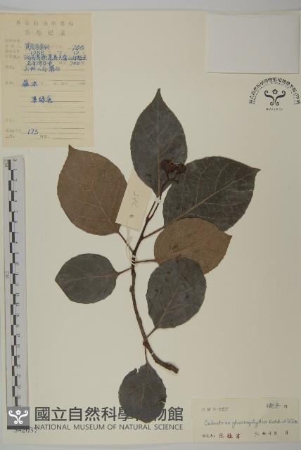 灰葉南蛇藤藏品圖，第1張