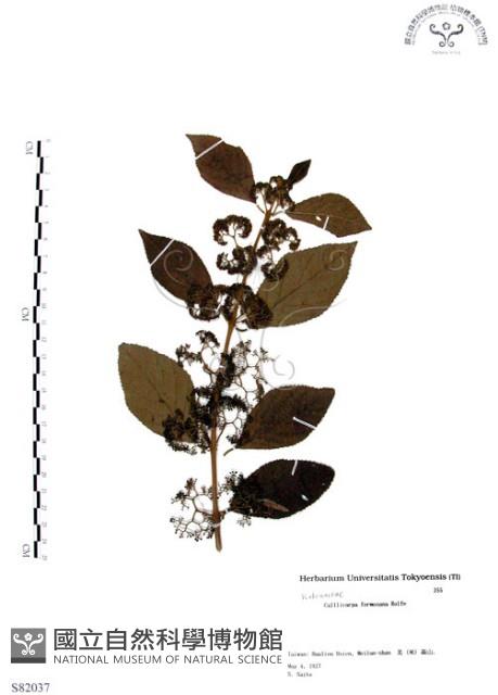 杜虹花，台灣紫珠藏品圖，第1張