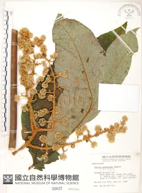 通脫木、通草藏品圖，第1張