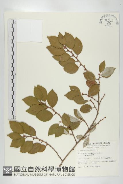 Formosan Elaeagnus Collection Image, Figure 1, Total 2 Figures