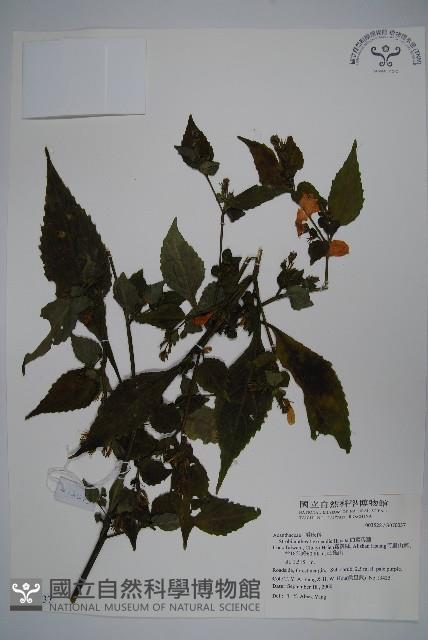 曲莖馬藍藏品圖，第1張