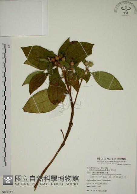 野牡丹藏品圖，第1張