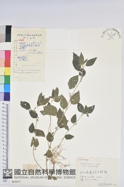 登錄號:S061037藏品圖，第1張