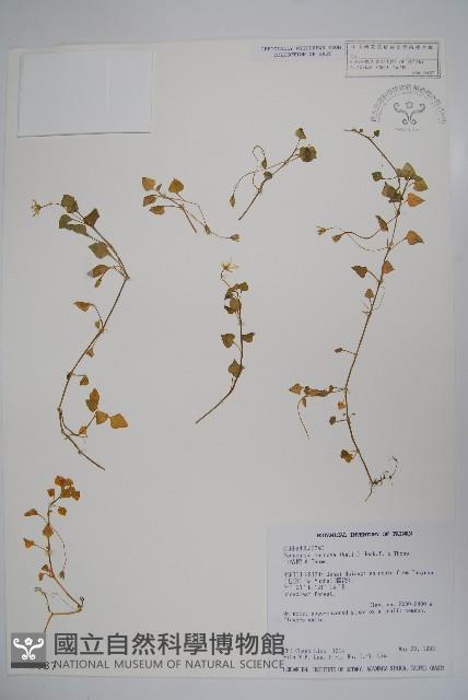 山桔梗藏品圖，第1張