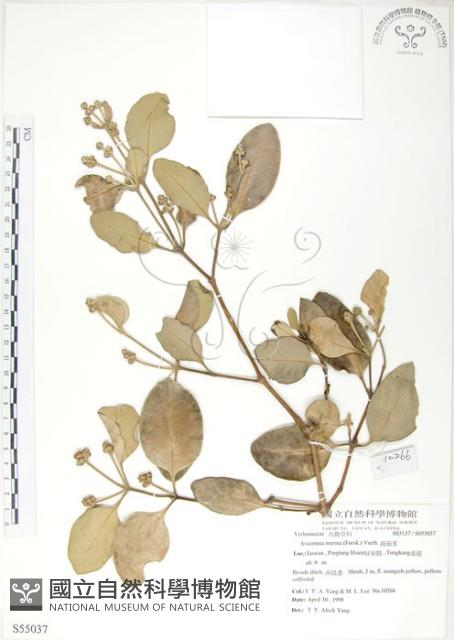 海茄苳藏品圖，第1張