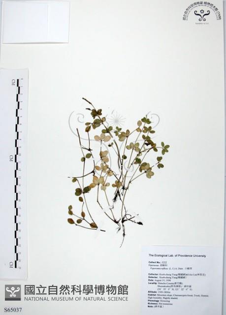 小椒草藏品圖，第1張