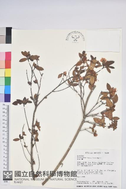 紅毛杜鵑藏品圖，第1張