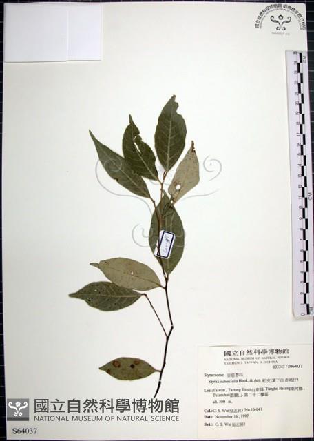 紅皮、葉下白、赤仔尾藏品圖，第1張