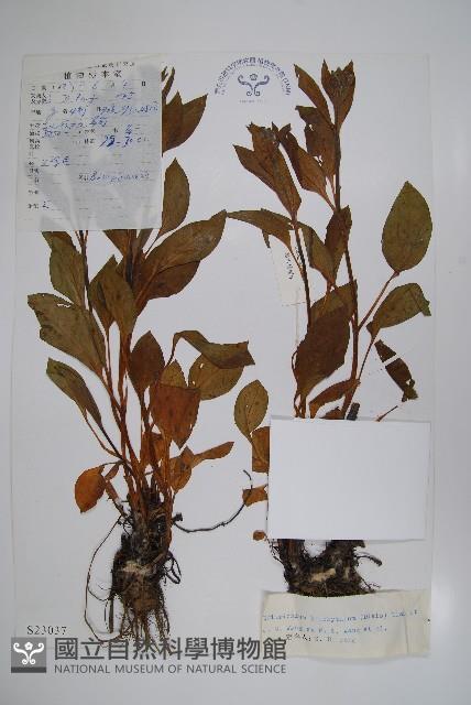 寬葉假鶴虱藏品圖，第1張