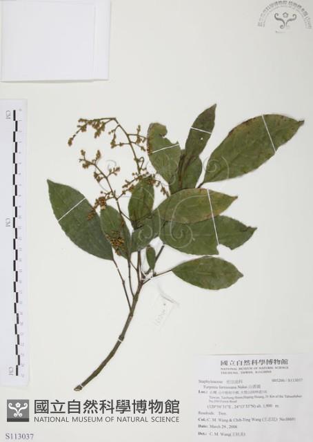 山香圓藏品圖，第1張