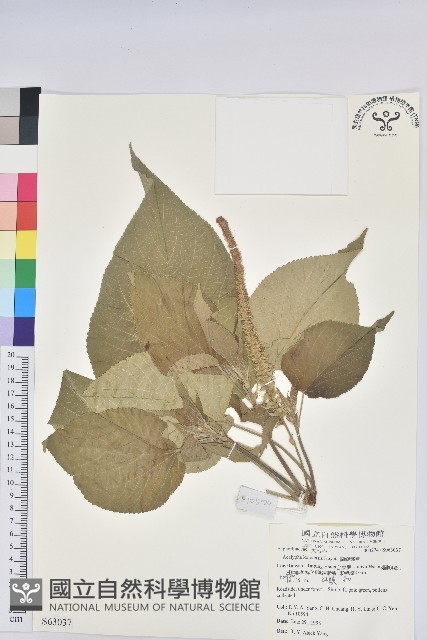 紅頭鐵莧、蘭嶼鐵莧藏品圖，第1張