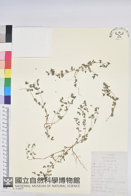 地錦藏品圖，第1張