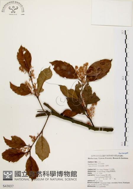 鼠刺藏品圖，第1張