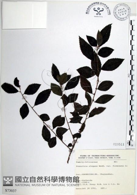 水雞油藏品圖，第1張