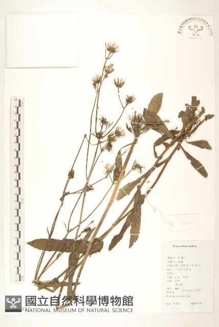 苦苣菜藏品圖，第1張