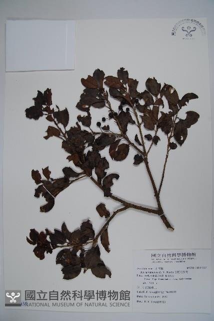 長梗花冬青藏品圖，第1張