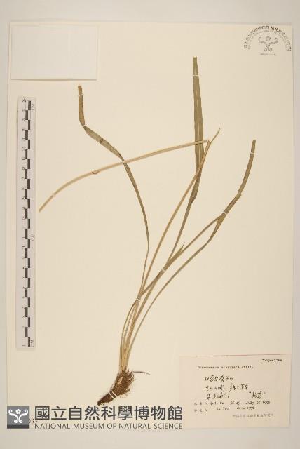 鴨蔥藏品圖，第1張