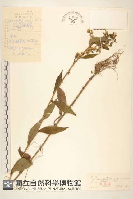 興安一枝黃花藏品圖，第1張